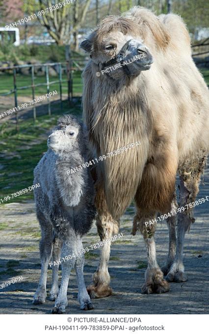 10 April 2019, Mecklenburg-Western Pomerania, Stralsund: A few days old oaf baby steps in front of mother Kira over a pasture in Stralsund Zoo