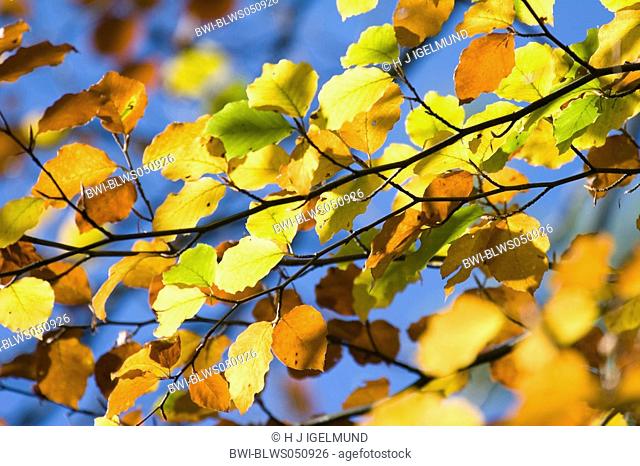 common beech Fagus sylvatica, leaves in autumn, Germany, Eifel