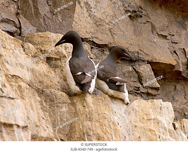 Thick-Billed Murres on a Cliff at Cape Thompson