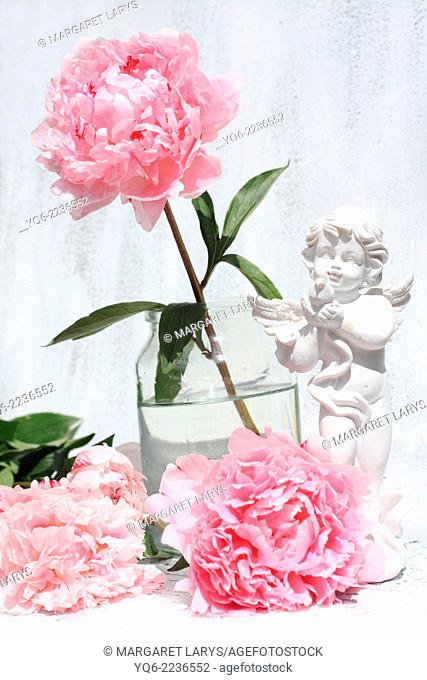 Beautiful soft pink peonies artistic still life on white painted background