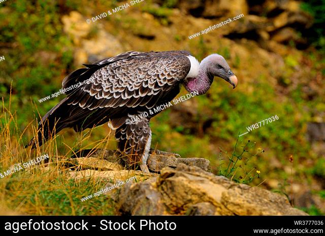Griffon vulture (Gyps fulvus) perching on rock