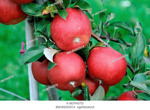 apple tree (Malus domestica 'La Flamboyante', Malus domestica La Flamboyante), cultivar La Flamboyante, apples on a tree