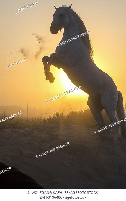 A Camargue stallion silhouetted at sunrise rearing up in the sand dunes at a beach in the Camargue, southern France