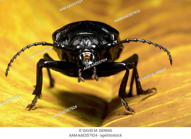 Broad-necked Root Borer Beetle (Prionus laticollis), Hocking Co., OHIO
