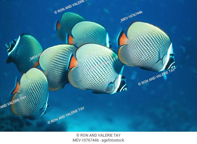 Collared / Pakistan BUTTERFLY FISH / Butterflyfish - Seven (Chaetodon collare)