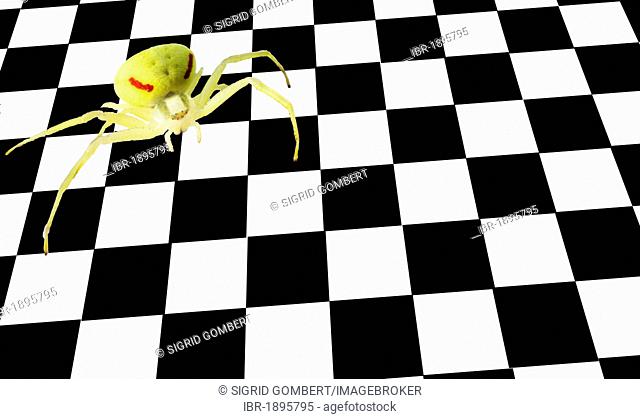 Yellow spider on a chessboard or chequerboard