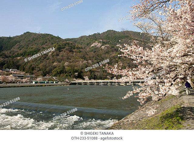 Cherry blossom with Togetsu-kyo bridge, Arashiyama, Kyoto, Japan
