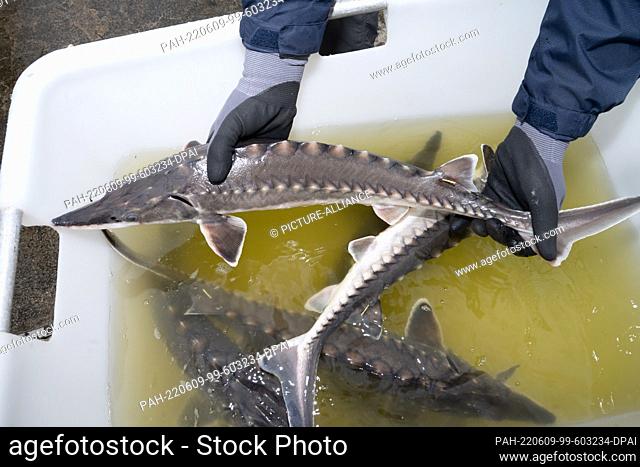 09 June 2022, Mecklenburg-Western Pomerania, Sassnitz: Sturgeons for the sturgeon stocking measures of the Institute of Fisheries of the State Research...