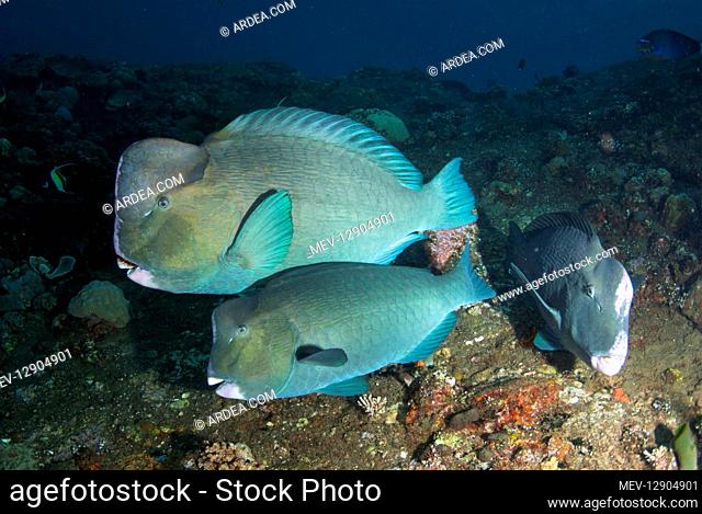 Bumphead Parrotfish - USAT (US Army Transport) Liberty wreck dive site, Tulamben, east Bali, Indonesia