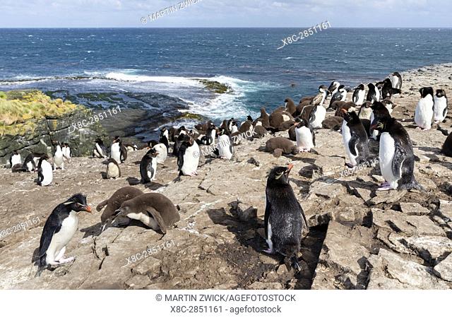 Rockhopper Penguin (Eudyptes chrysocome), subspecies western rockhopper penguin (Eudyptes chrysocome chrysocome). Colony on cliff with creche