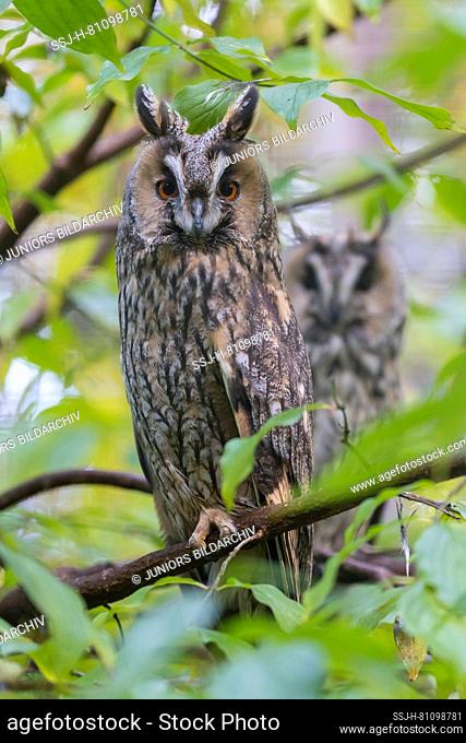 Long-Eared Owl (Asio otus). Two adults perched in a tree in autumn, Germany