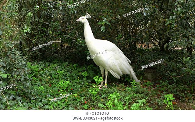 common peafowl, Indian peafowl, blue peafowl (Pavo cristatus), white peafowl