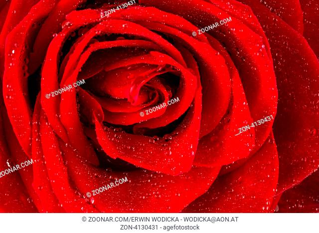 Eine rote Rose mit Tropfen aus Wasser auf der Blüte