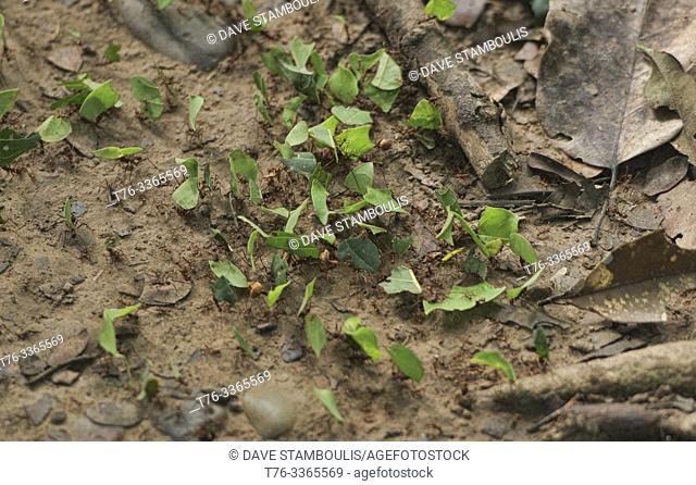 Leafcutter ants (Acromyrmex) at work, Tambopata Reserve, Peruvian Amazon