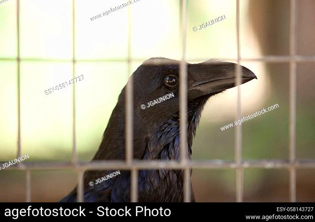 Common Raven caged. Also known as the Northern Raven or Black Crow. Closeup