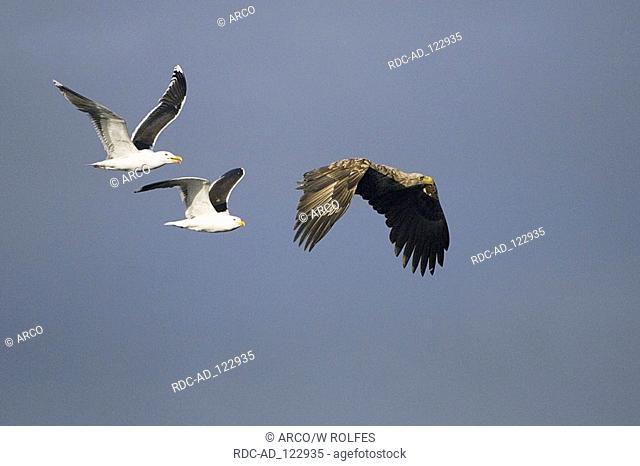 White-tailed Eagle with Lesser Black-backed Gulls Norway Haliaeetus albicilla Larus fuscus Lesser Black-backed Gull