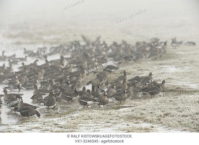 White-fronted geese / Anser albifrons / Blässgänse resting on frozen grasslands next to a lake .