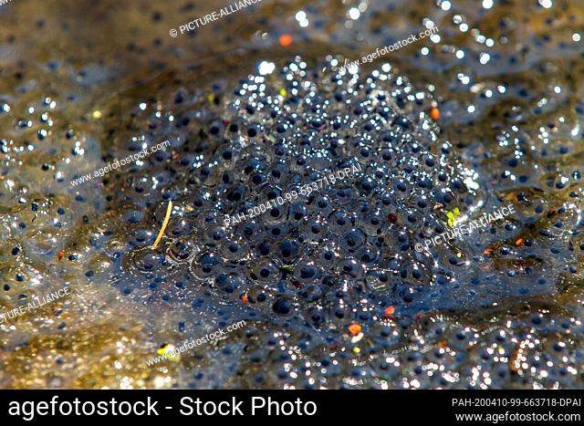 08 April 2020, Saxony, Polenz: In the secluded pond by the forest pool, frogspawn at the surface. The frogs use the hidden and quiet water to lay their eggs