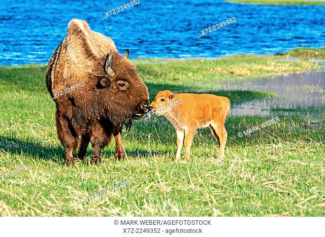 Yellowstone, American Bison cow and calf along the Madison River in Yellowstone National Park in northern Wyoming