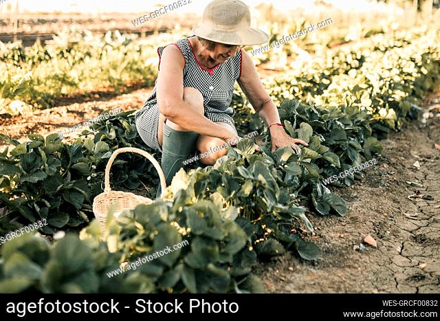 Female farm worker harvesting fruit while crouching at strawberry field