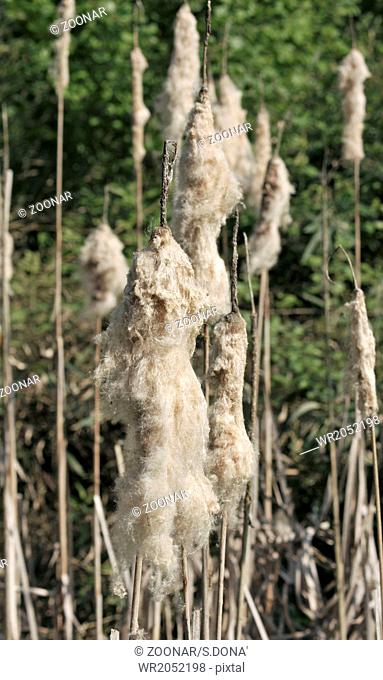 Cattails (Typha latifolia)