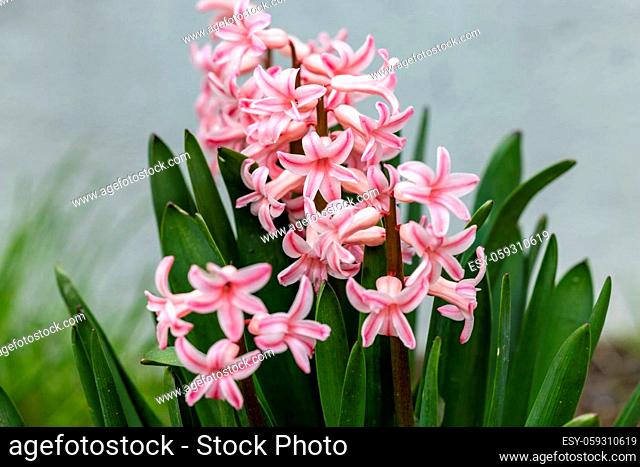 pink hyacinths in a flowerbed in early spring