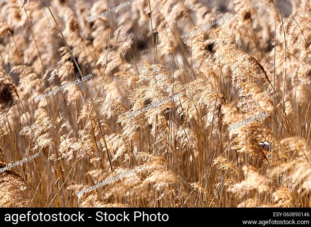 photographed close-up of yellowed grass, close-up, small depth of field