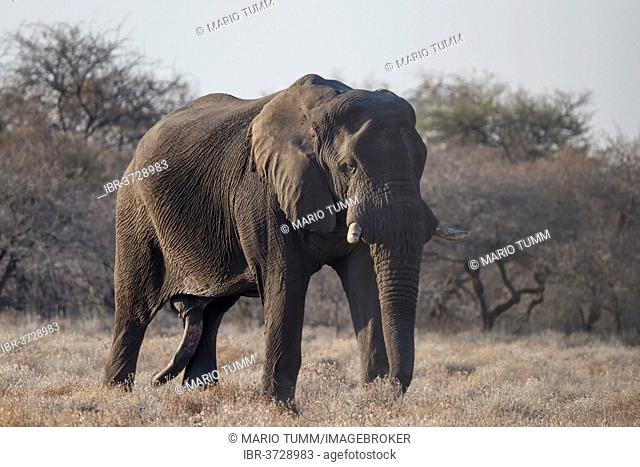 African Bush Elephant (Loxodonta africana), Etosha National Park, Kunene Region, Namibia