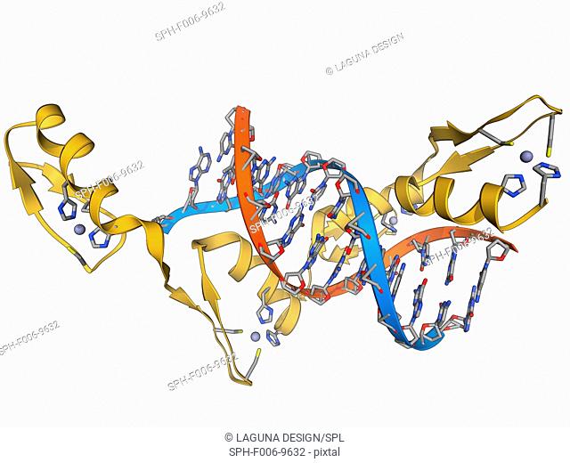 Wilms tumour suppressor bound to DNA. Molecular model of the zinc finger domain of the Wilms tumour suppressor protein bound to a strand of DNA...