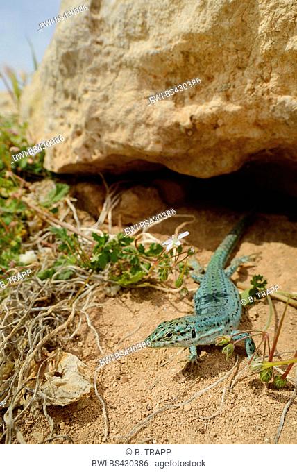 Formentera wall lizard (Podarcis pityusensis formenterae, Podarcis formenterae), female in its habitat, Spain, Balearen, Formentera