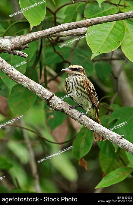 Streak Flycatcher (Myiodynastes maculatus difficilis) adult, sitting on a branch, Darien, Panama, Central America
