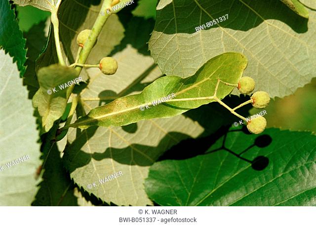 silver linden (Tilia tomentosa), young fruits, Germany