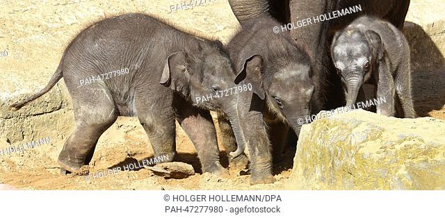 A three day old elephant female takes one of her first trips out into the elephant enclosure with mother Califa and two of its older siblings at the Adventure...
