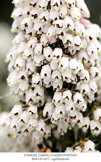 Tree heat flowers. Erica arborea. Family Ericaceae. Torrelles de Llobregat. Barcelona. Catalonia. Spain