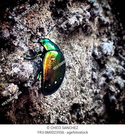 A green beetle in Prado del Rey, Sierra de Cadiz, Andalusia, Spain