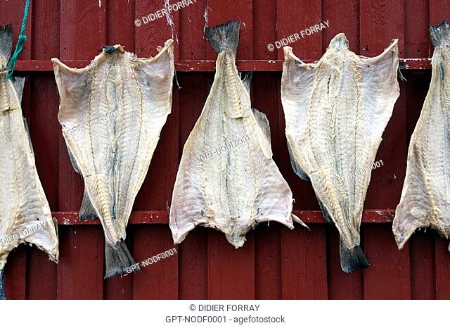 COD DRYING ON THE WALL OF A HOUSE, VILLAGE OF A, MOSKENES ISLAND, LOFOTEN ARCHIPELAGO, NORWAY