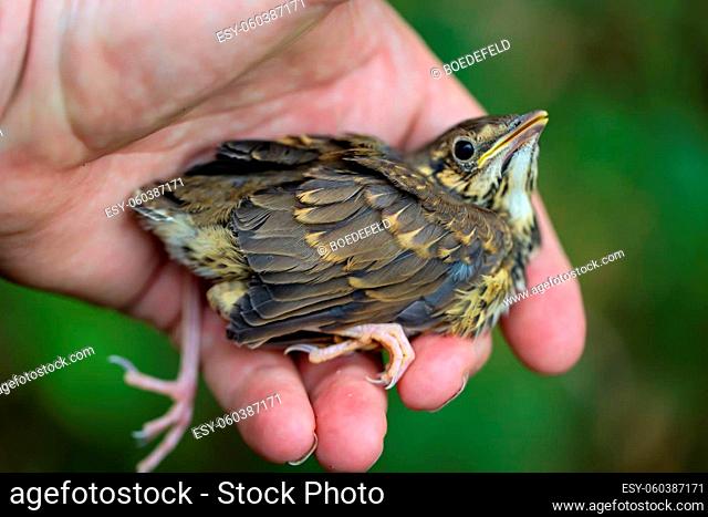 A portrait of a chick from a song thrush