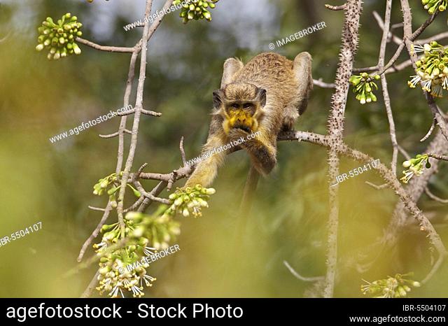 Callithrix Monkey (Cercopithecus sabaeus) adult, with pollen on face, feeding on ceiba tree flowers, Niokolo-Koba, Senegal, Africa