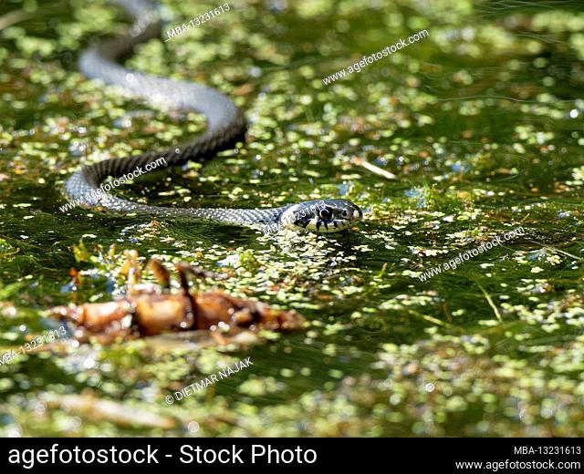 Grass snake, natrix natrix
