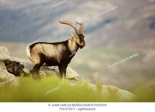 Ibex (Capra pyrenaica)