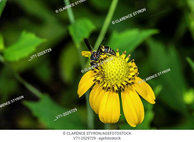 Potter Wasp Euodynerus hidalgo Feeding on Cutleaf Daisy, Engelmannia peristenia in Corolla, NC USA