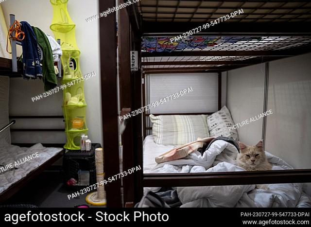 PRODUCTION - 26 July 2023, Berlin: A cat sits on a bed in sleeping quarters at the arrival center at the former Tegel Airport