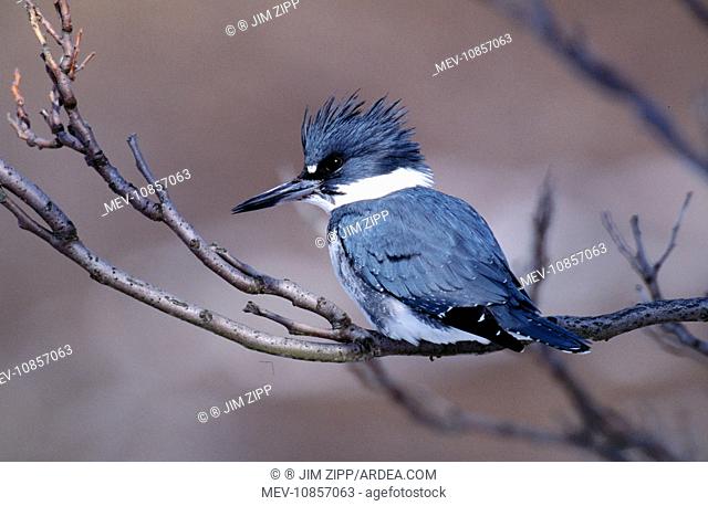 Belted KINGFISHER - male perched on branch (Megaceryle alcedinidae). Westport, Connecticut, USA