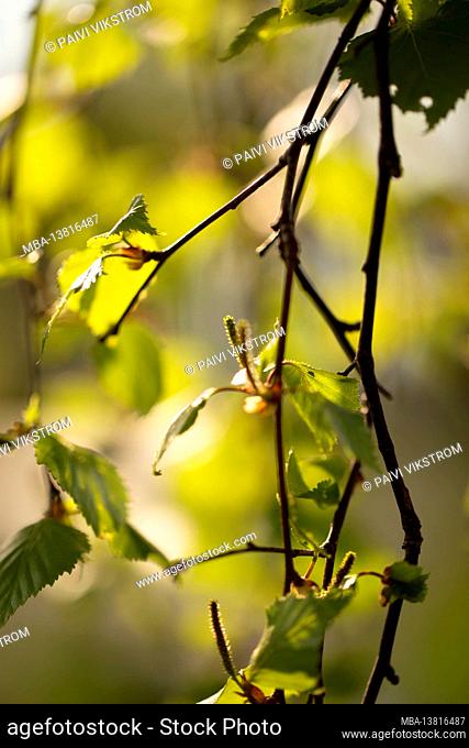 Birch twigs with catkins, springtime, natural bokeh background, Finland