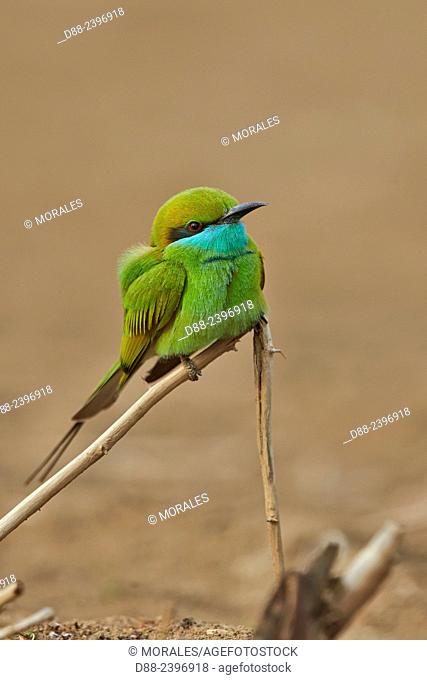 India, Gujarat, Blackbuck national park, Green Bee-eater (Merops orientalis) (sometimes called Little Green Bee-eater)