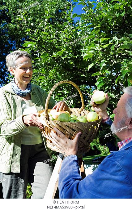 An elderly couple picking apples a sunny day, Sweden
