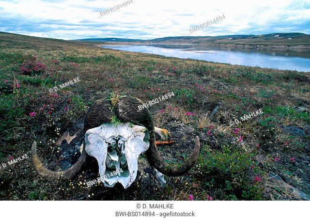 Muskox (Ovibos moschatus), skull in tundra, Canada, North-West-Territories, Burnside-River