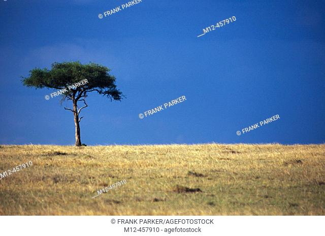 Lone Acacia stands on the Masai horizon, Masai Mara, Kenya