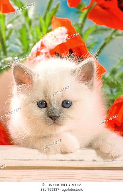 Sacred cat of Burma - kitten - lying