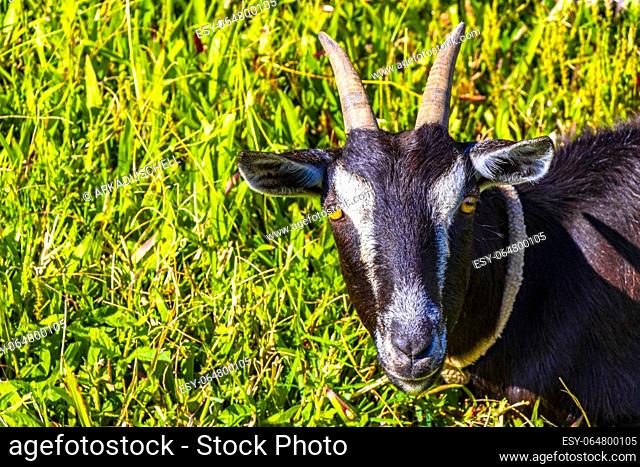 Black relaxed goat on a meadow in Para Heredia Costa Rica in Central America